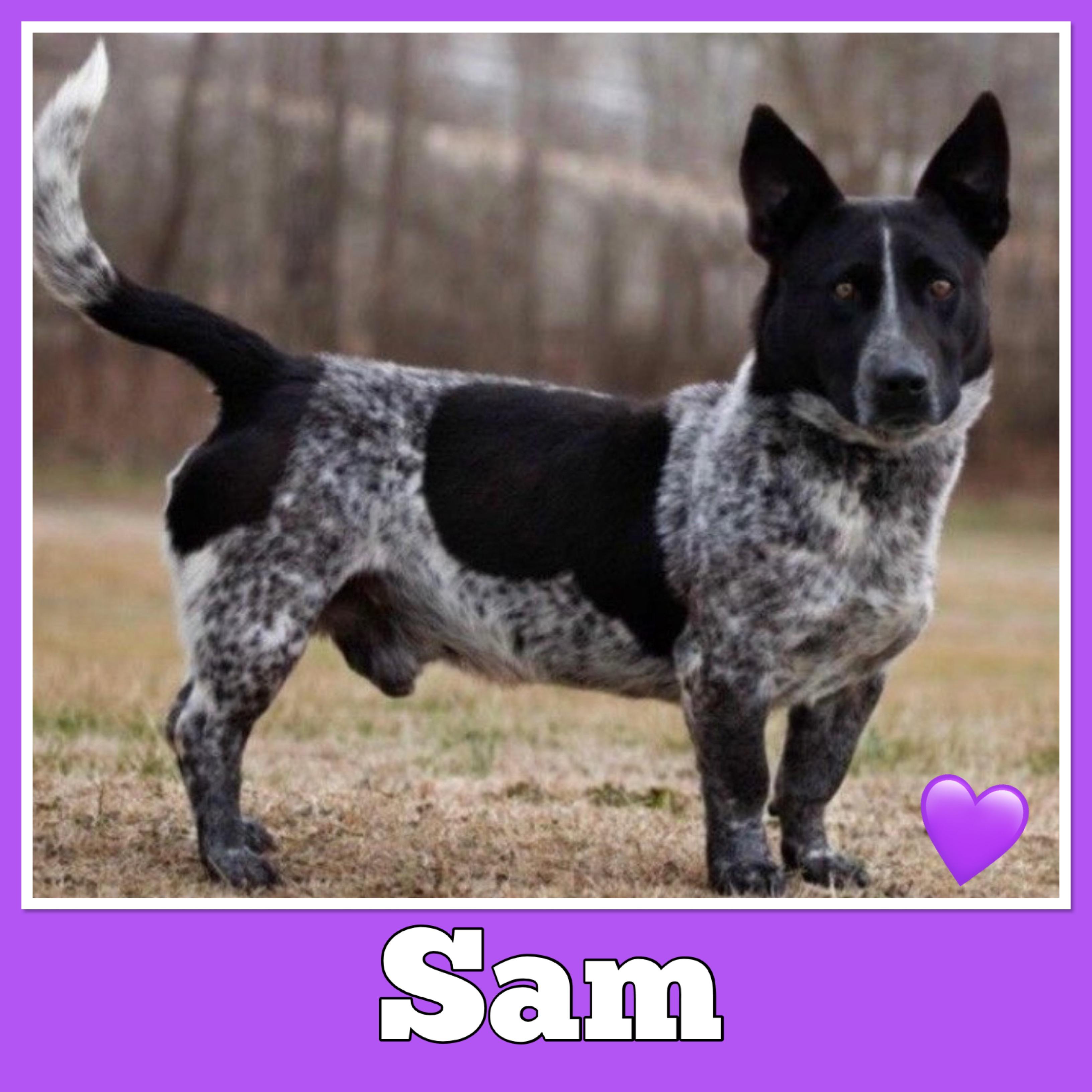 Sam photo 1