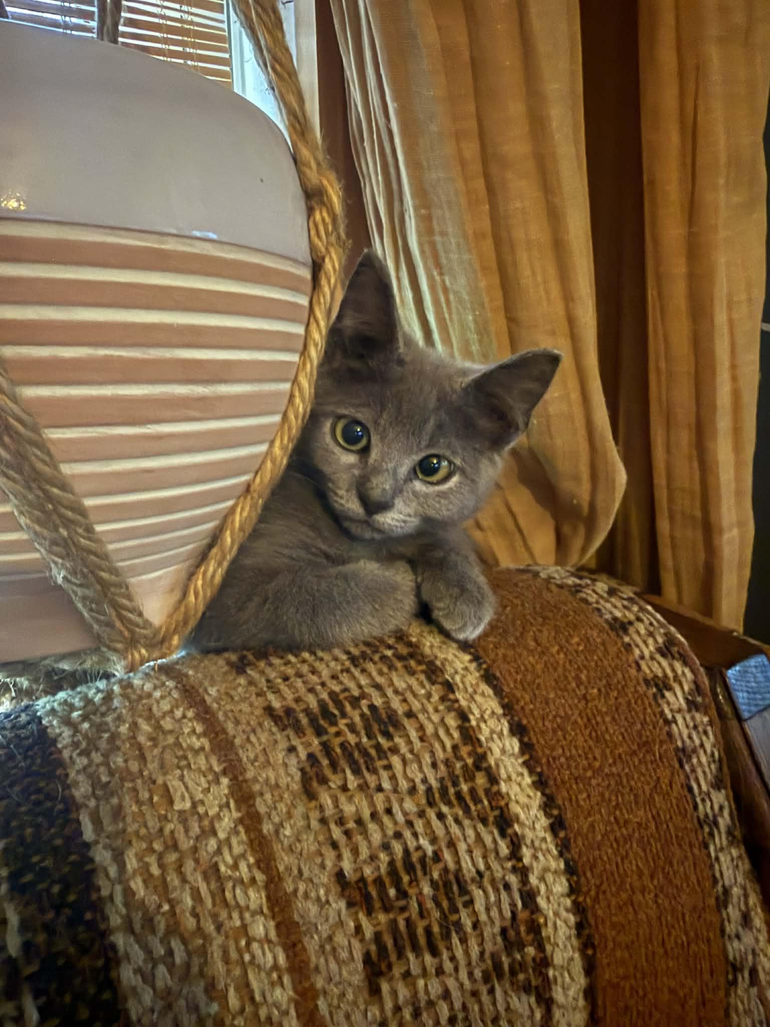 Crickett, Adoptable, Kitten Female Domestic Short Hair.