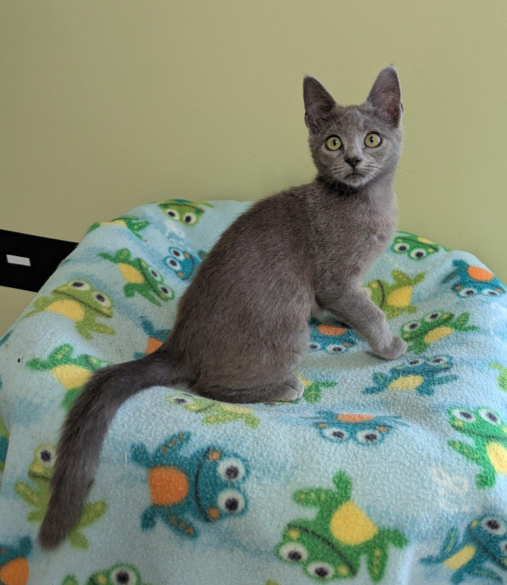 Crickett, a Adoptable mixed breed in Knoxville, TN image 3/5
