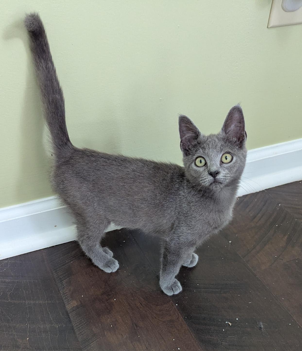 Crickett, a Adoptable mixed breed in Knoxville, TN image 4/5