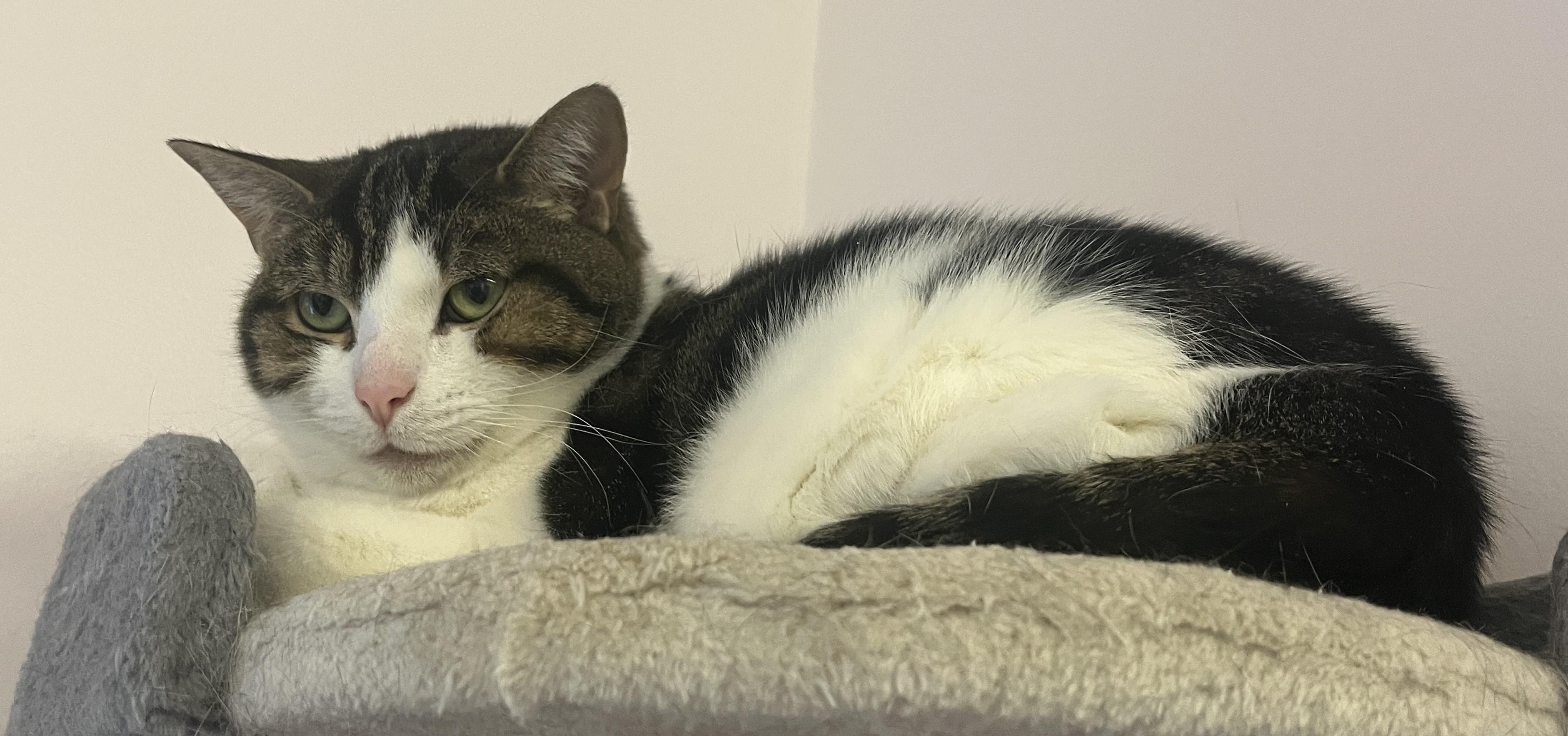 GRENOBLE (CR/SC), a Adoptable American Shorthair in Sainte-Angele-de-Monnoir, QC image 6/6