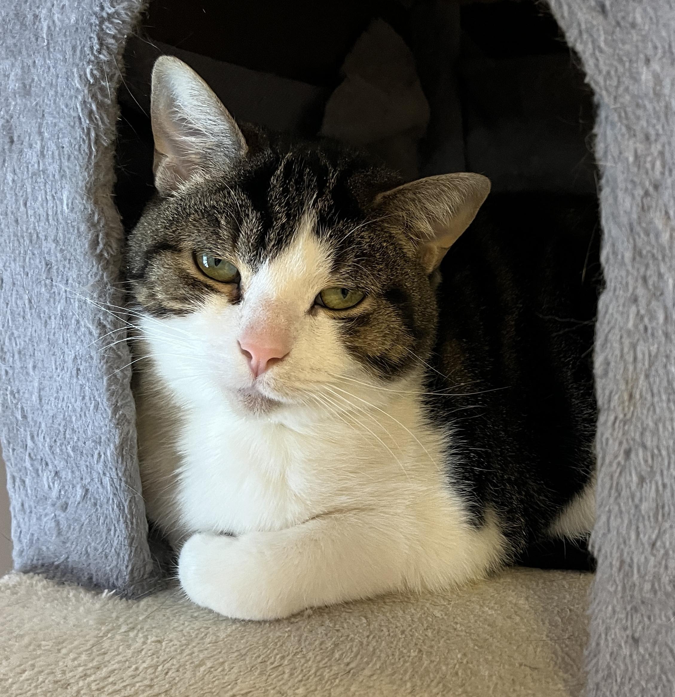 GRENOBLE (CR/SC), a Adoptable American Shorthair in Sainte-Angele-de-Monnoir, QC image 1/6