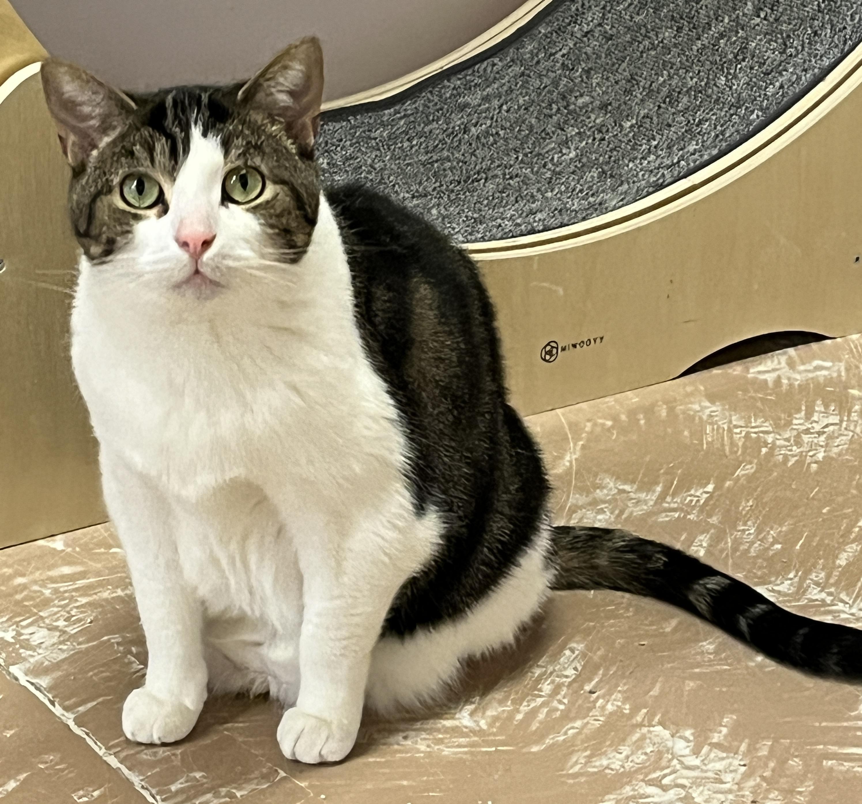 GRENOBLE (CR/SC), a Adoptable American Shorthair in Sainte-Angele-de-Monnoir, QC image 3/6