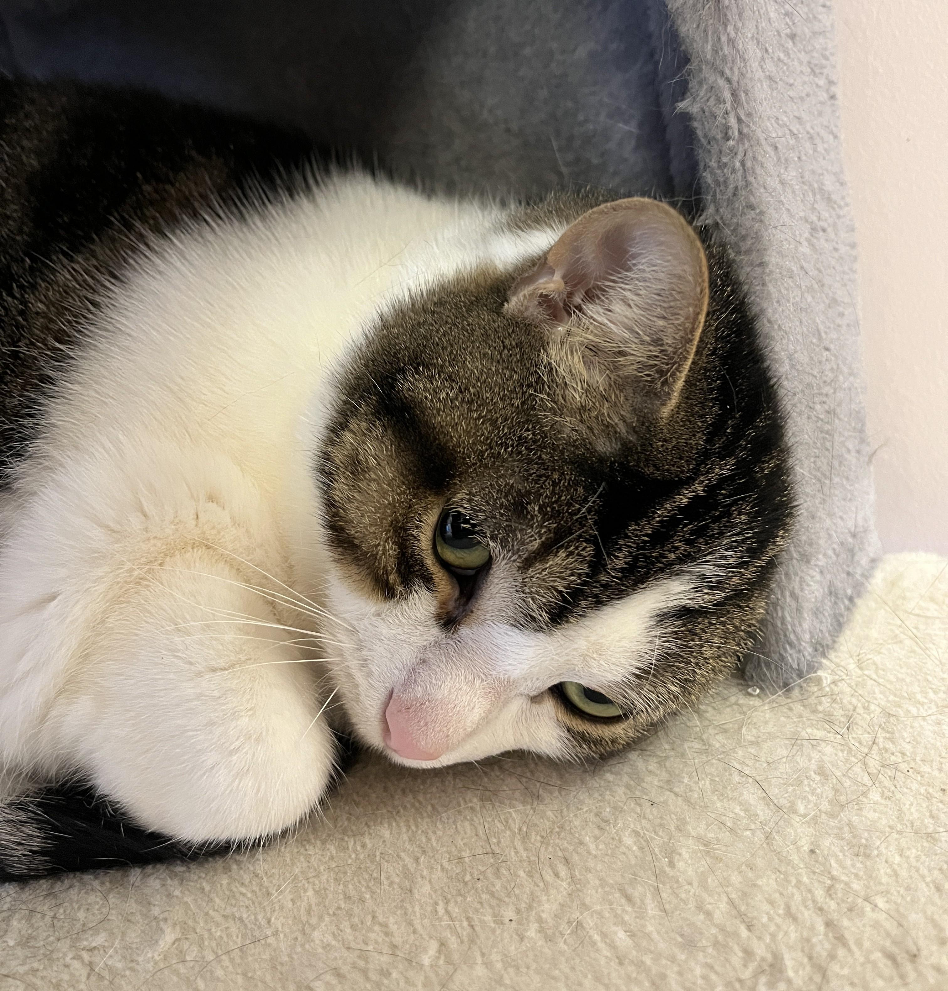 GRENOBLE (CR/SC), a Adoptable American Shorthair in Sainte-Angele-de-Monnoir, QC image 2/6