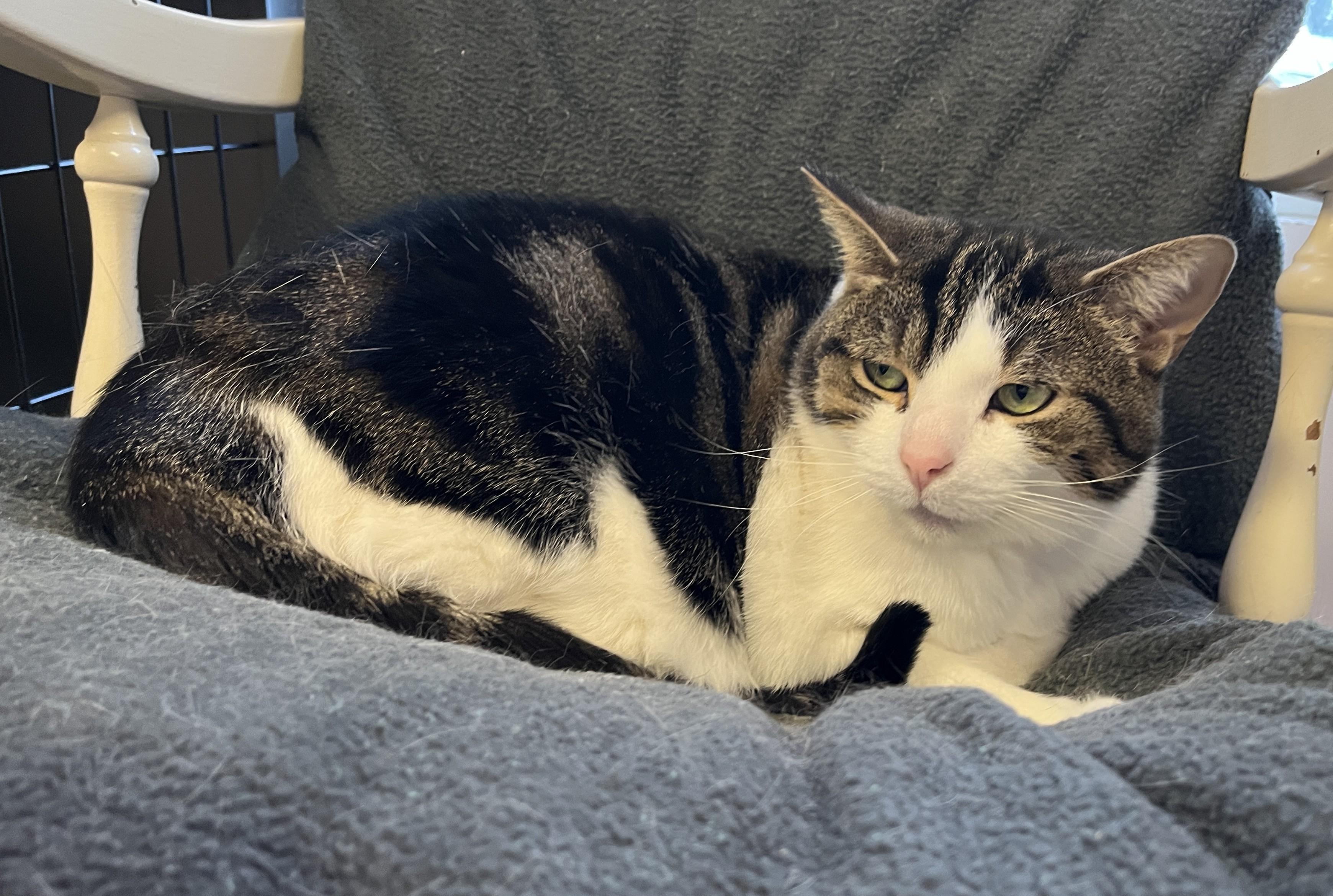 GRENOBLE (CR/SC), a Adoptable American Shorthair in Sainte-Angele-de-Monnoir, QC image 4/6