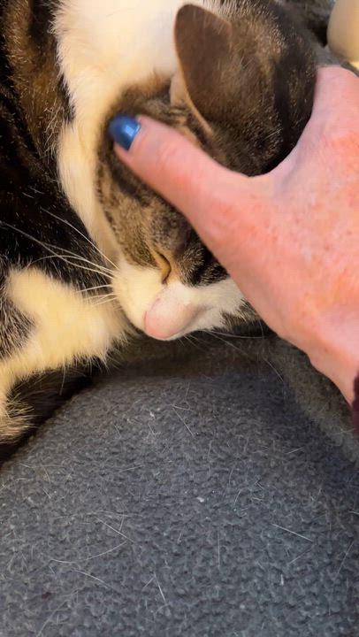 Enlarge GRENOBLE (CR/SC), a Adoptable American Shorthair in Sainte-Angele-de-Monnoir, QC video 5/6