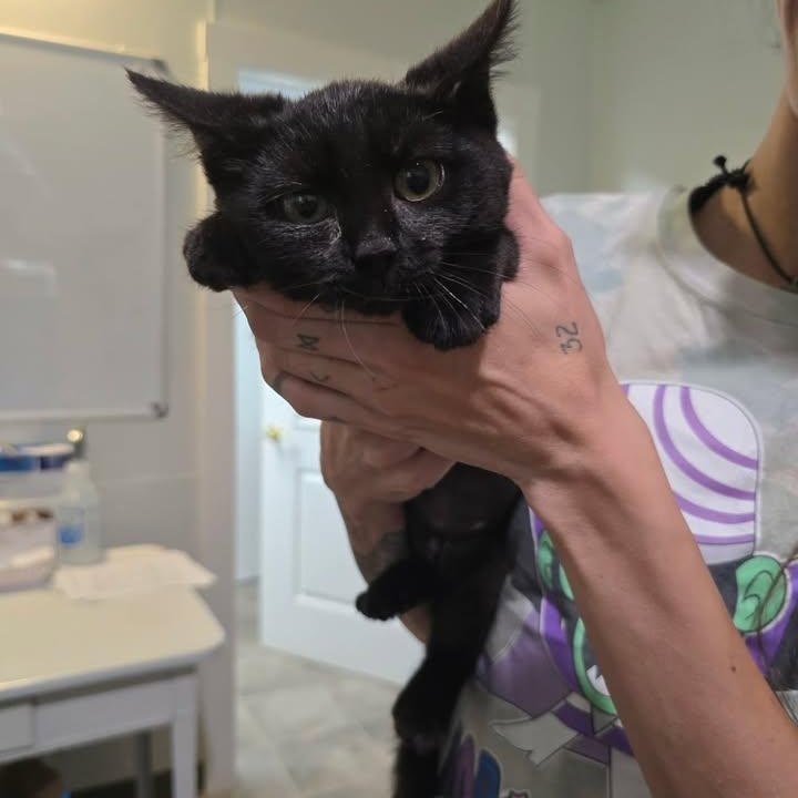 Crow, adopted, Kitten Female Domestic Short Hair.