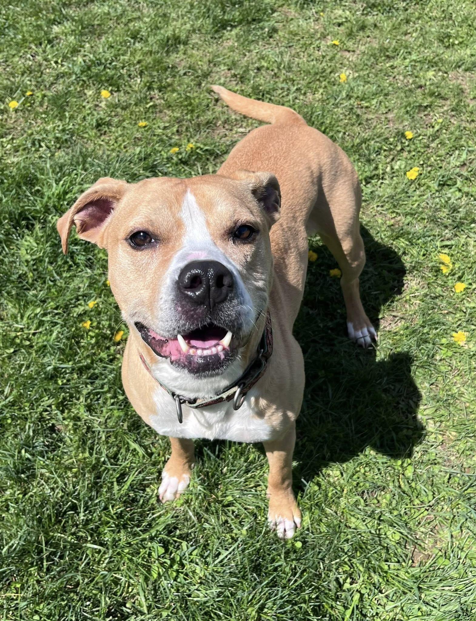 Enlarge DAISY, a Adoptable mixed breed in Belmont, NY image 1/6