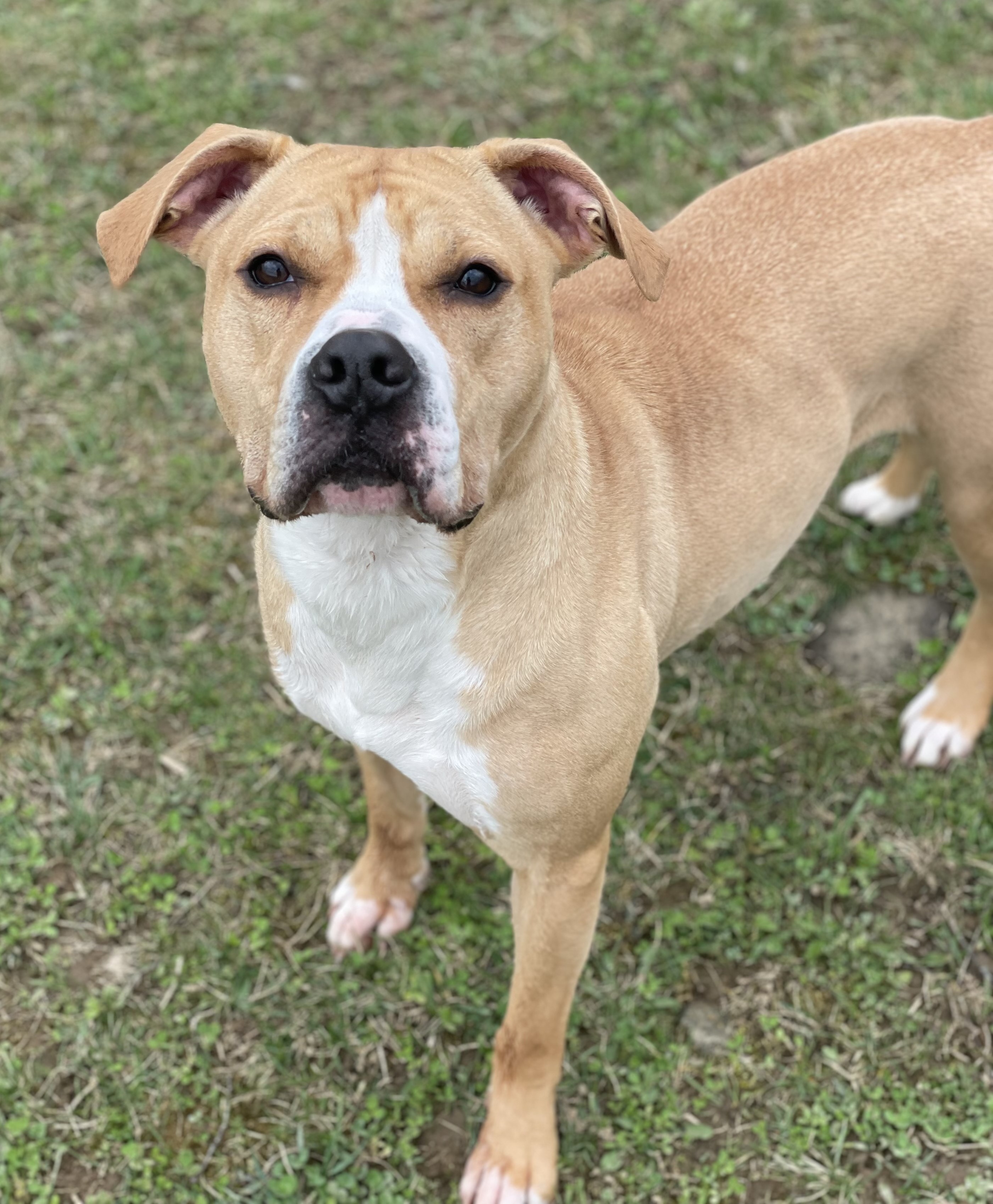 DAISY, a Adoptable mixed breed in Belmont, NY image 6/7