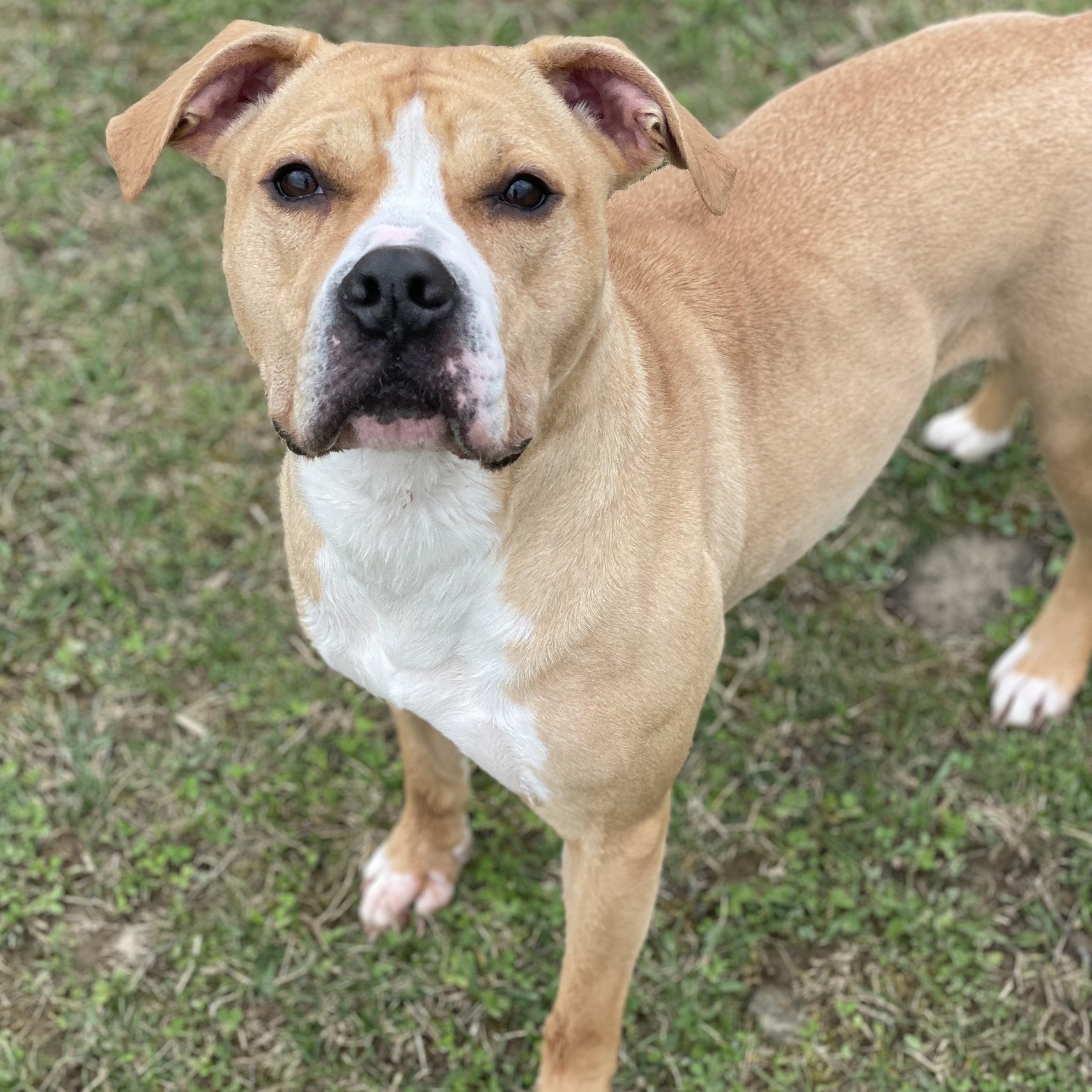 Enlarge DAISY, a Adoptable mixed breed in Belmont, NY image 5/6