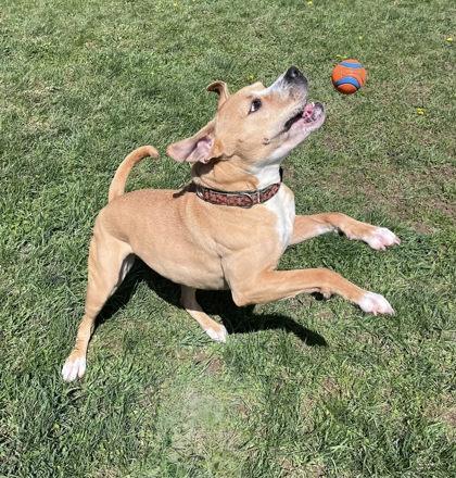 Enlarge DAISY, a Adoptable mixed breed in Belmont, NY image 3/6