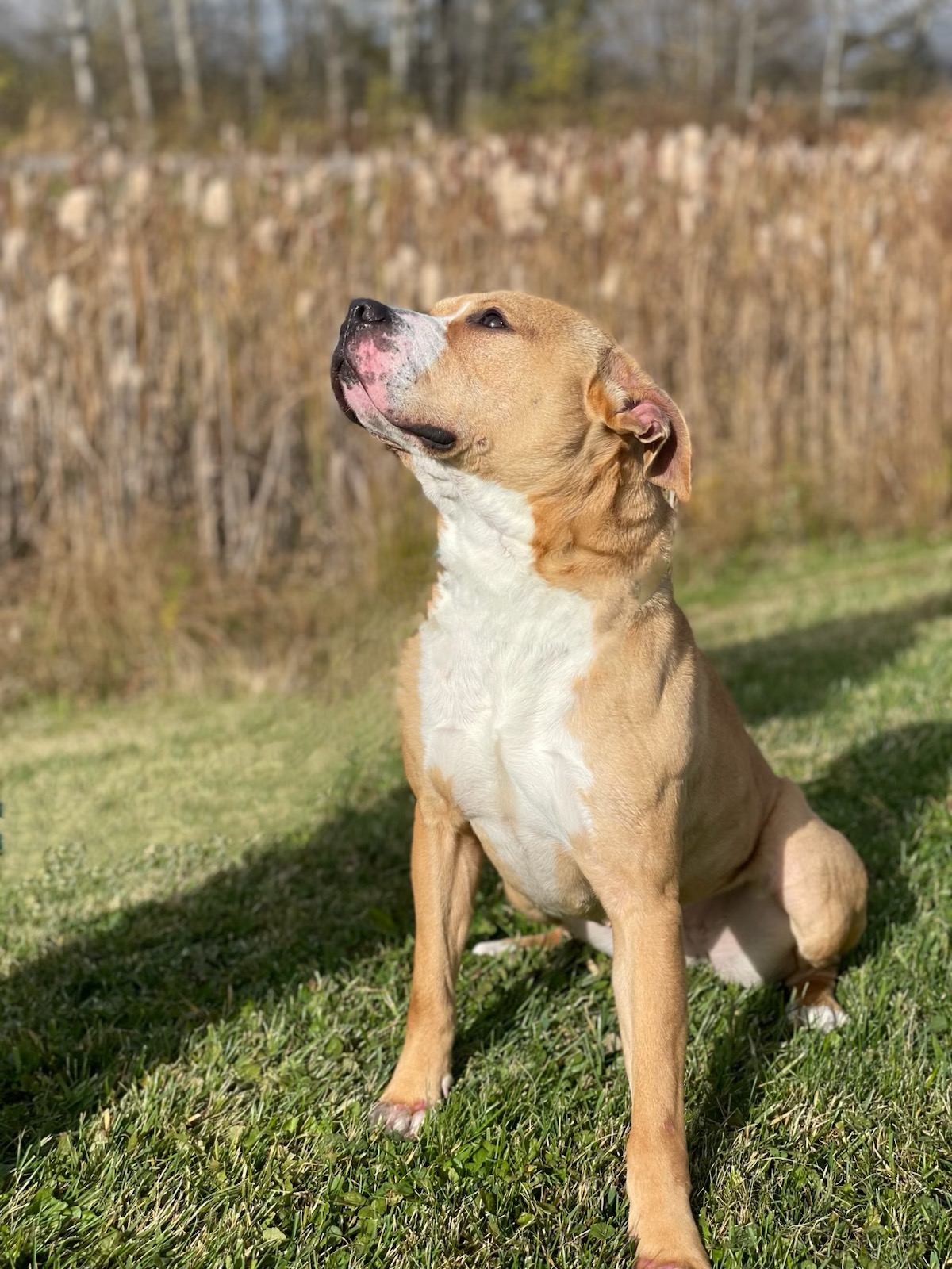 DAISY, Adoptable, Adult Female American Bulldog & Pit Bull Terrier.