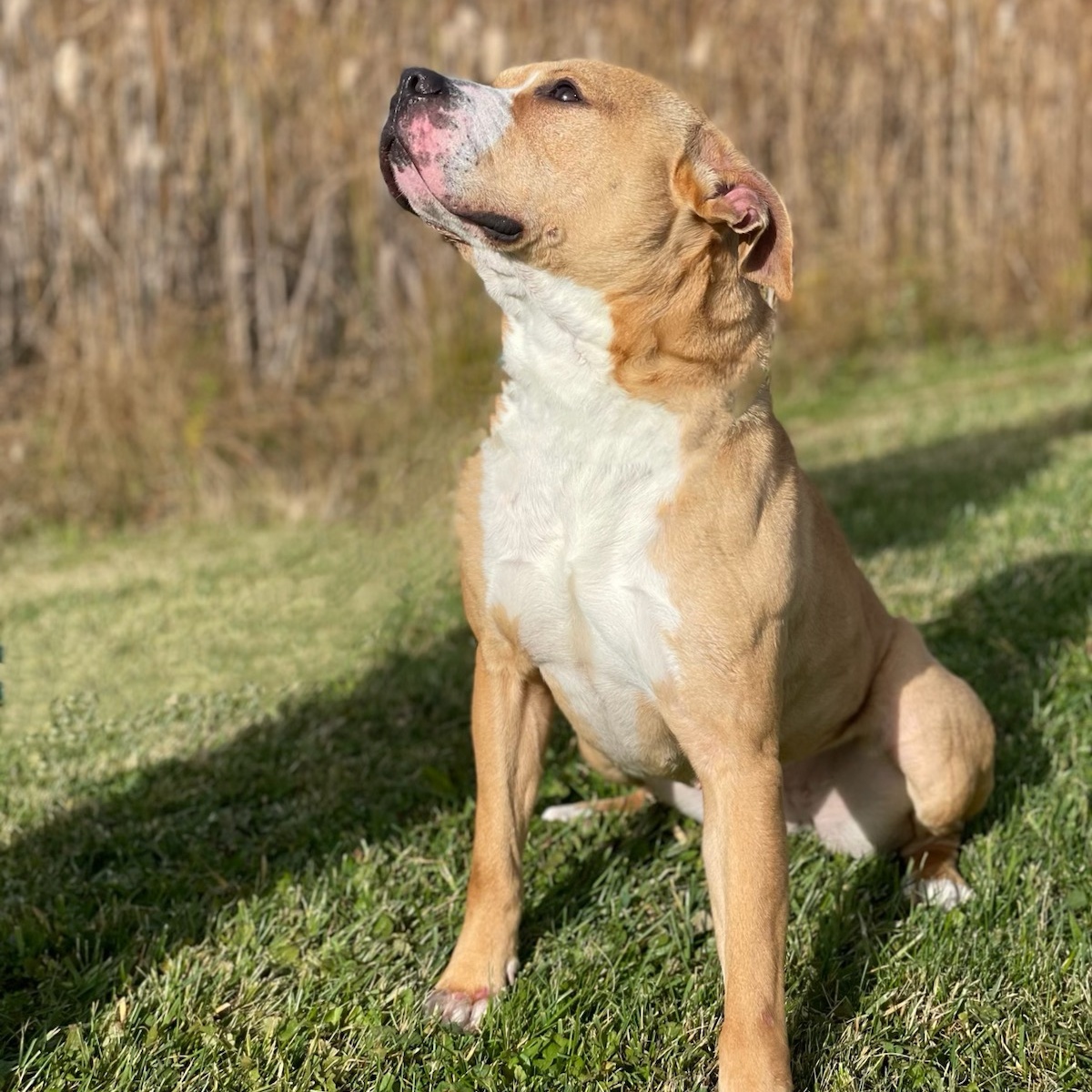 Enlarge DAISY, a Adoptable mixed breed in Belmont, NY image 2/6