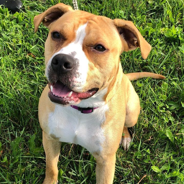 DAISY, a Adoptable mixed breed in Belmont, NY image 2/7