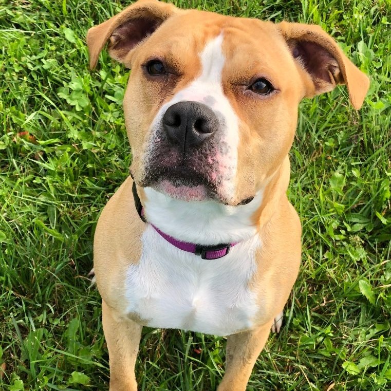 Enlarge DAISY, a Adoptable mixed breed in Belmont, NY image 6/6