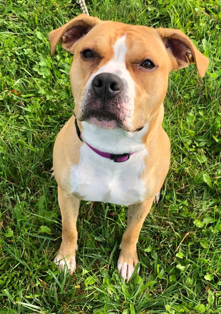 Enlarge DAISY, a Adoptable mixed breed in Belmont, NY image 7/7