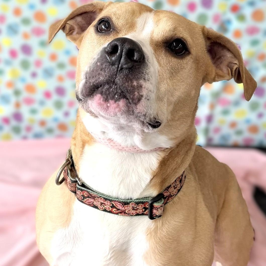 DAISY, Adoptable, Adult Female American Bulldog & Pit Bull Terrier.