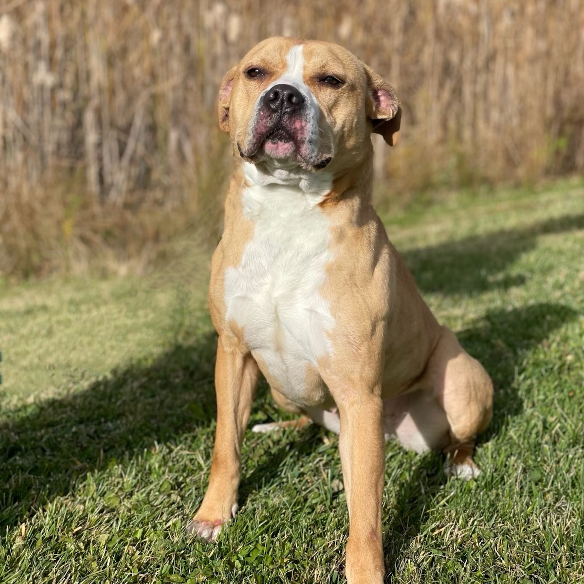 Enlarge DAISY, a Adoptable mixed breed in Belmont, NY image 4/6