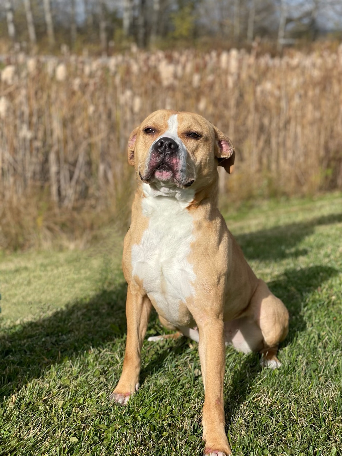 DAISY, a Adoptable mixed breed in Belmont, NY image 3/7