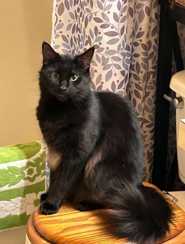 Enlarge Velvet, a Adoptable Domestic Long Hair in Elverson, PA image 1/1