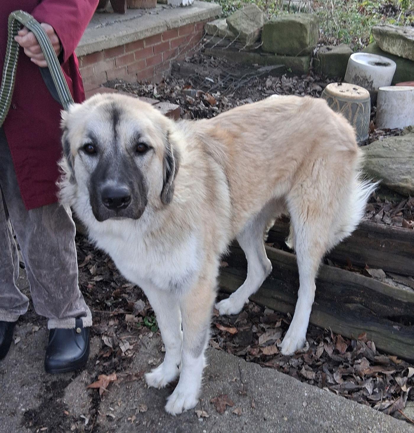 Ruby, Adopted, Young Female Anatolian Shepherd & Australian Shepherd.