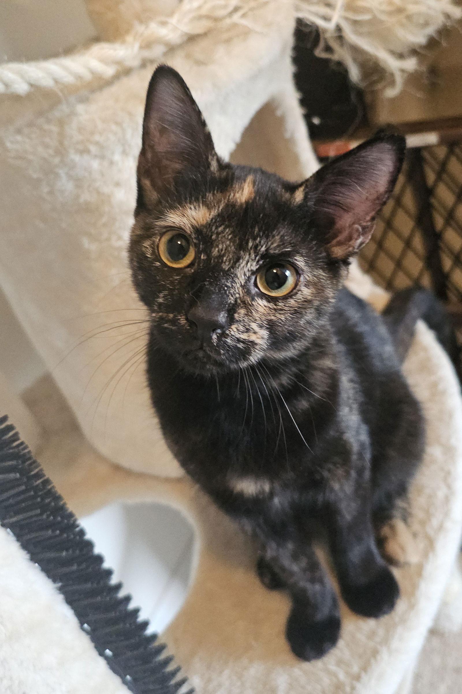 Olivia, Adoptable, Young Female Domestic Short Hair.