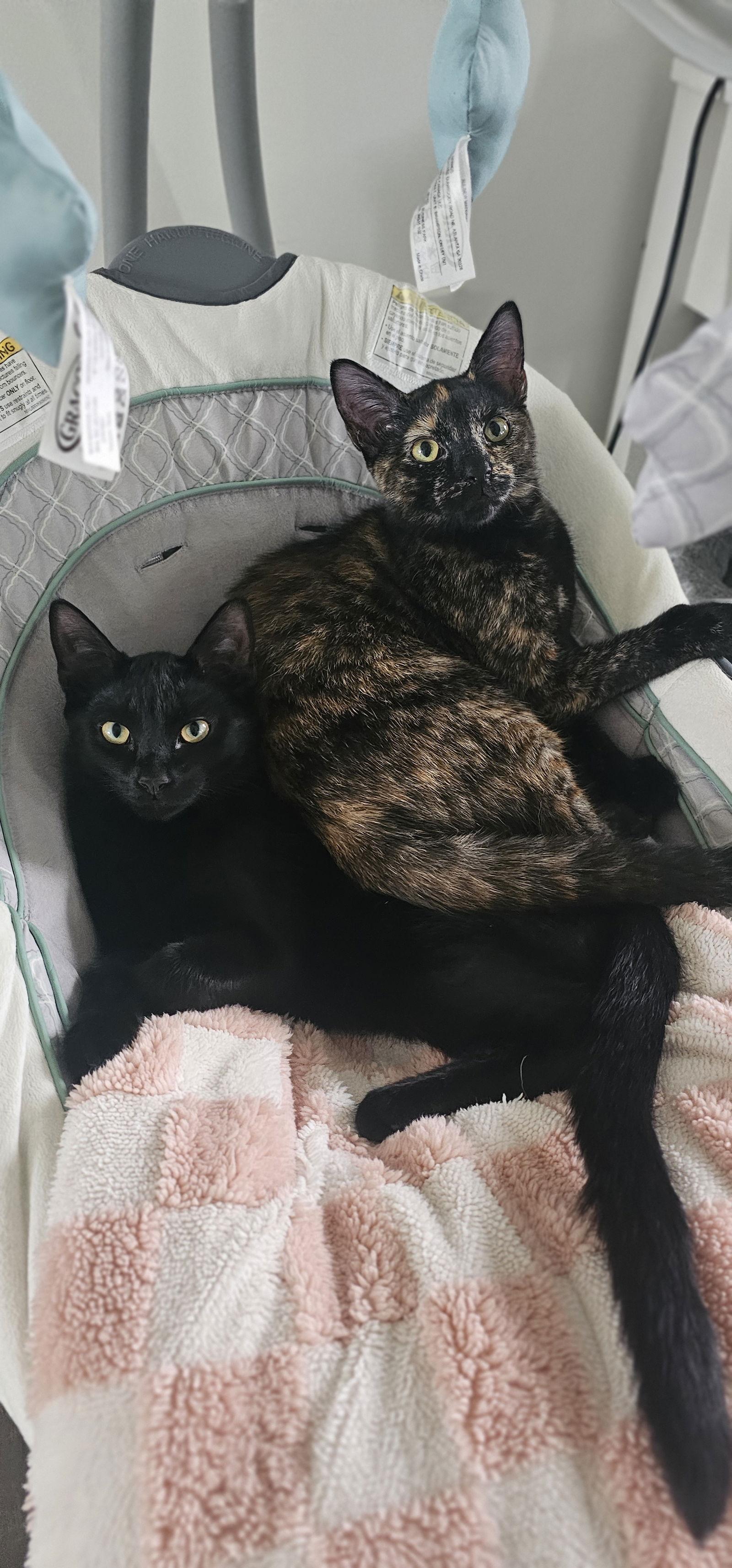 Enlarge Olivia, a Adoptable Domestic Short Hair in Hanover, PA image 2/3