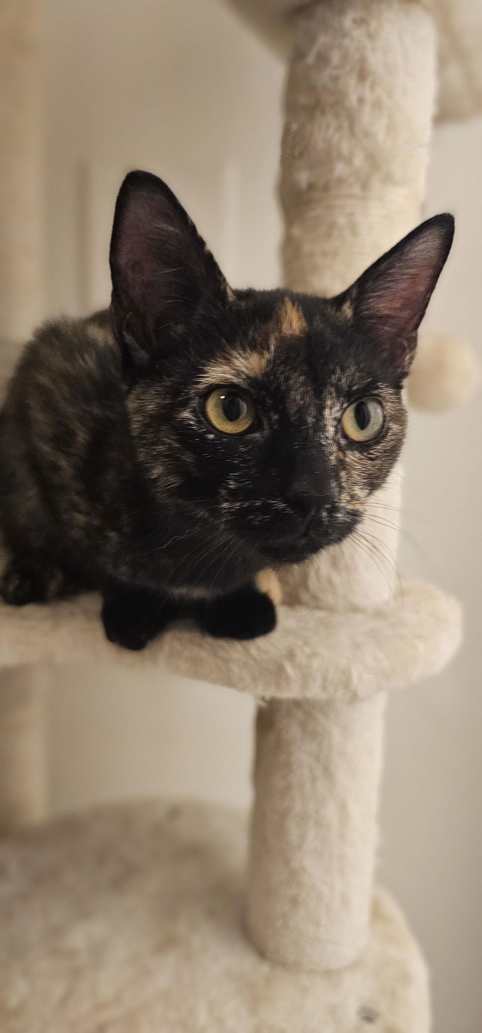 Enlarge Olivia, a Adoptable Domestic Short Hair in Hanover, PA image 3/3