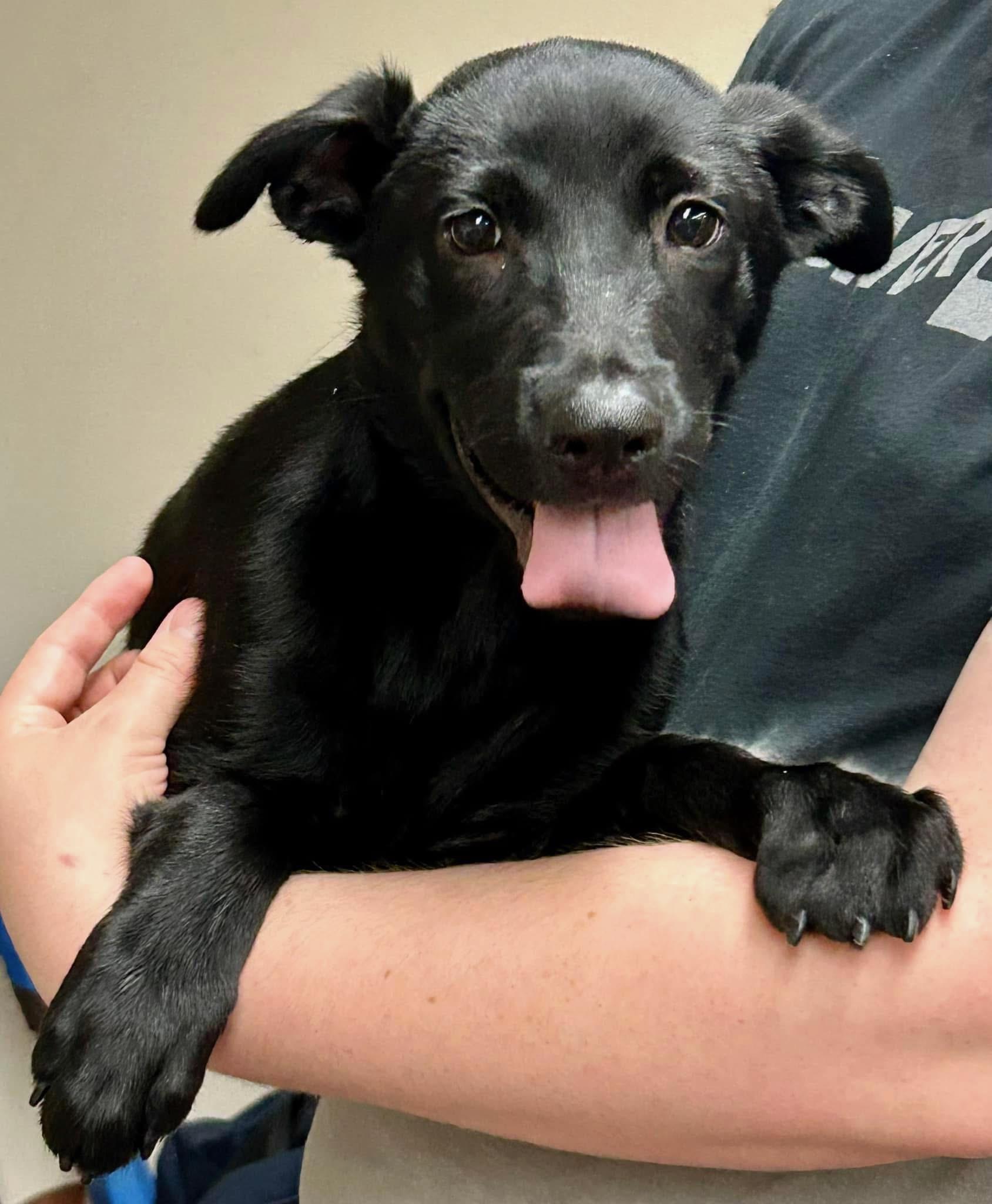 Enlarge Raven, a Adoptable mixed breed in Huntington Beach, CA image 1/1