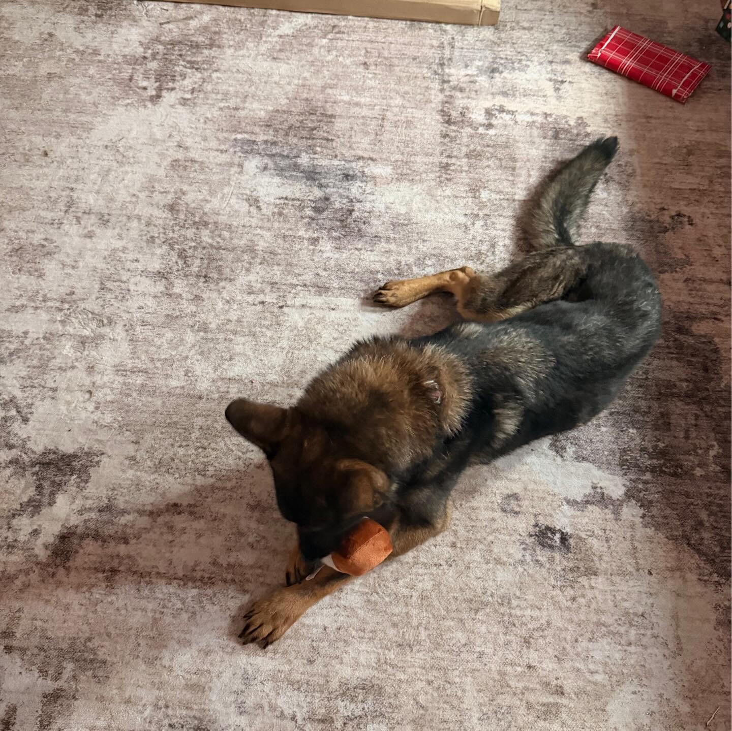 Enlarge Ghost, an adopted German Shepherd Dog in Polk, OH image 2/6