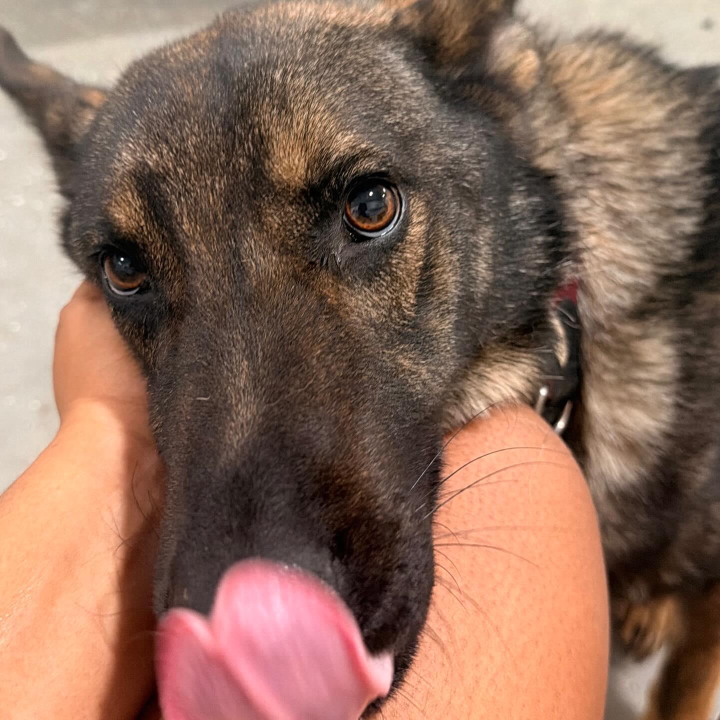 Enlarge Ghost, an adopted German Shepherd Dog in Polk, OH image 5/6