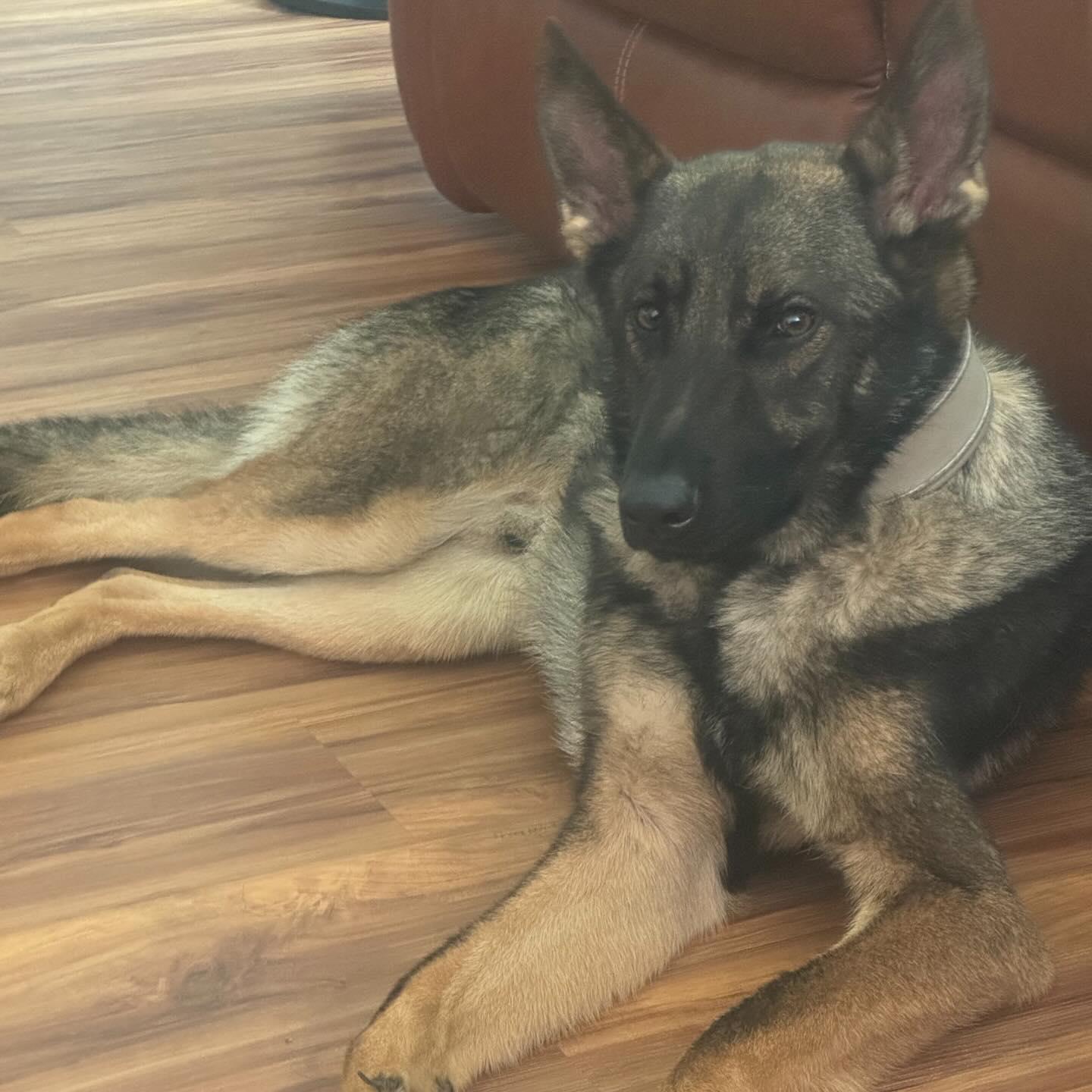 Enlarge Ghost, an adopted German Shepherd Dog in Polk, OH image 1/6