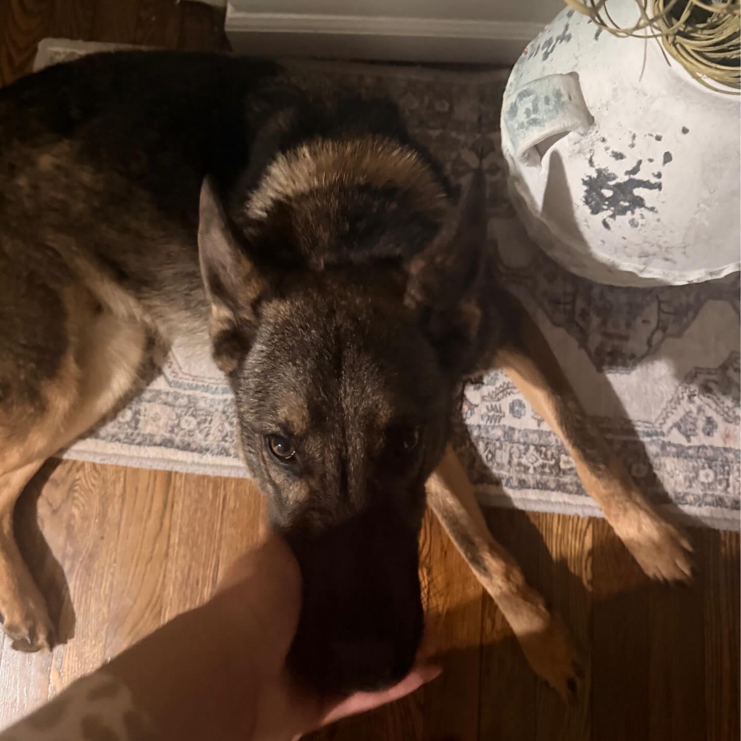 Enlarge Ghost, an adopted German Shepherd Dog in Polk, OH image 4/6