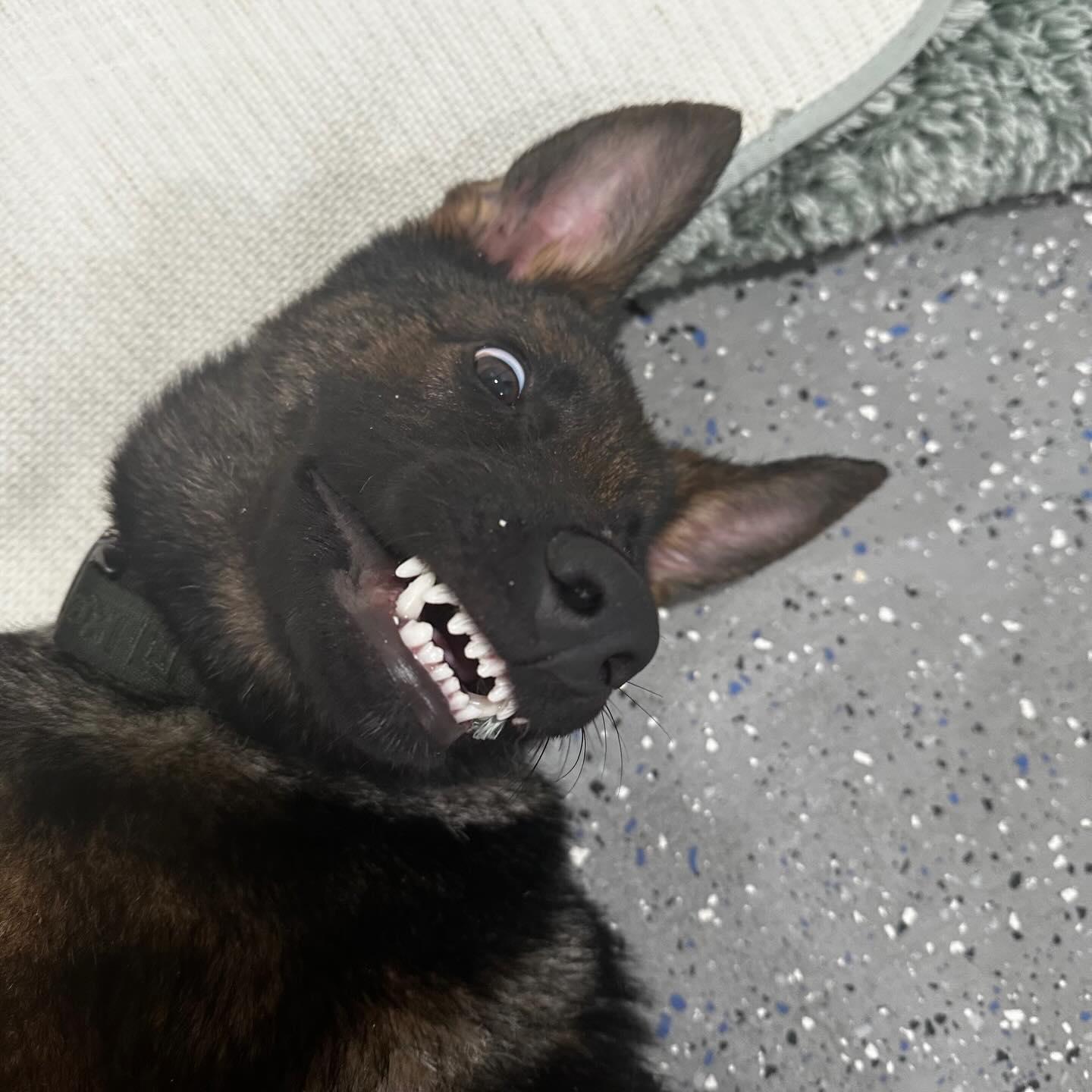 Enlarge Ghost, an adopted German Shepherd Dog in Polk, OH image 3/6