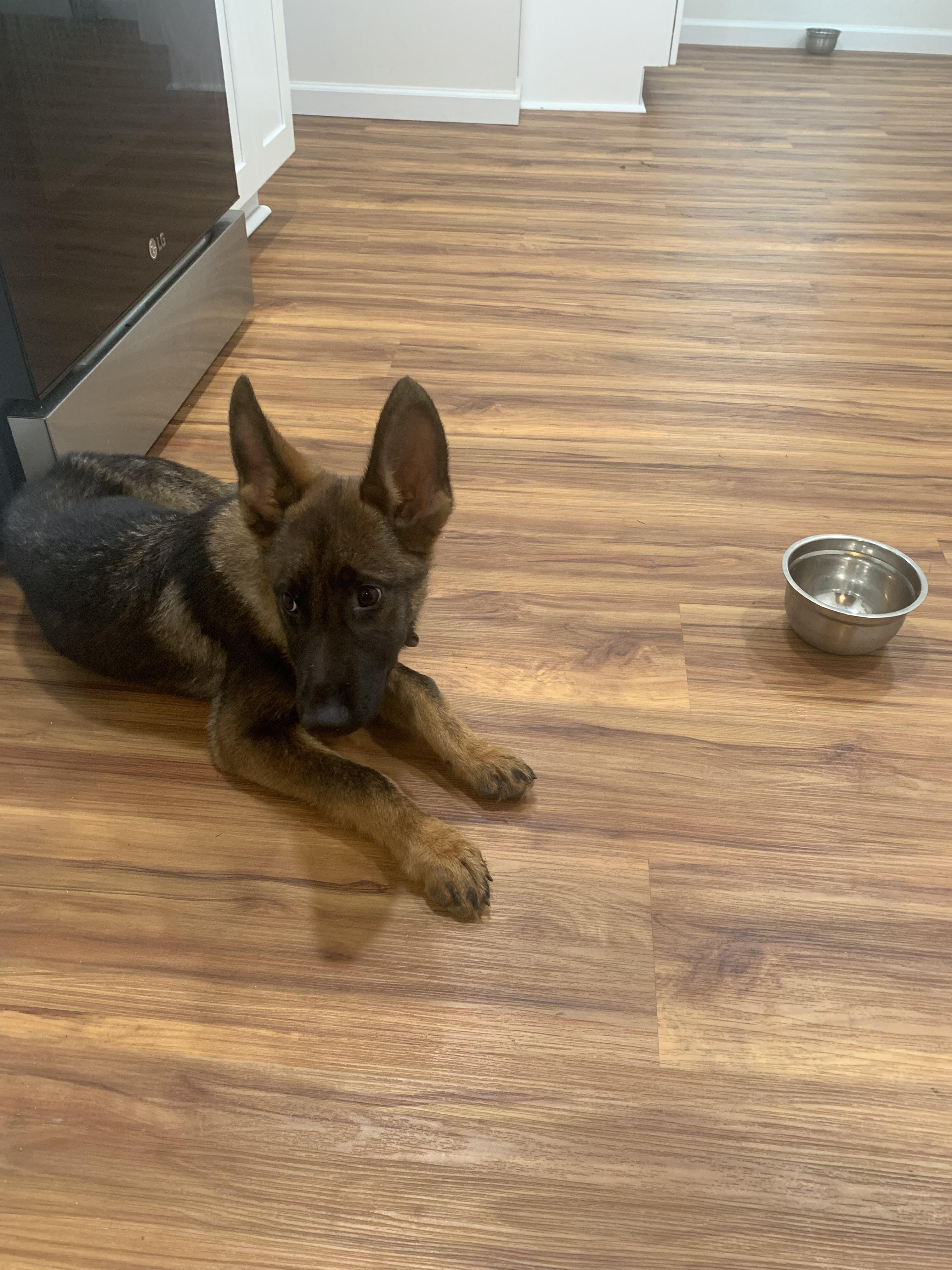 Enlarge Ghost, an adopted German Shepherd Dog in Polk, OH image 6/6