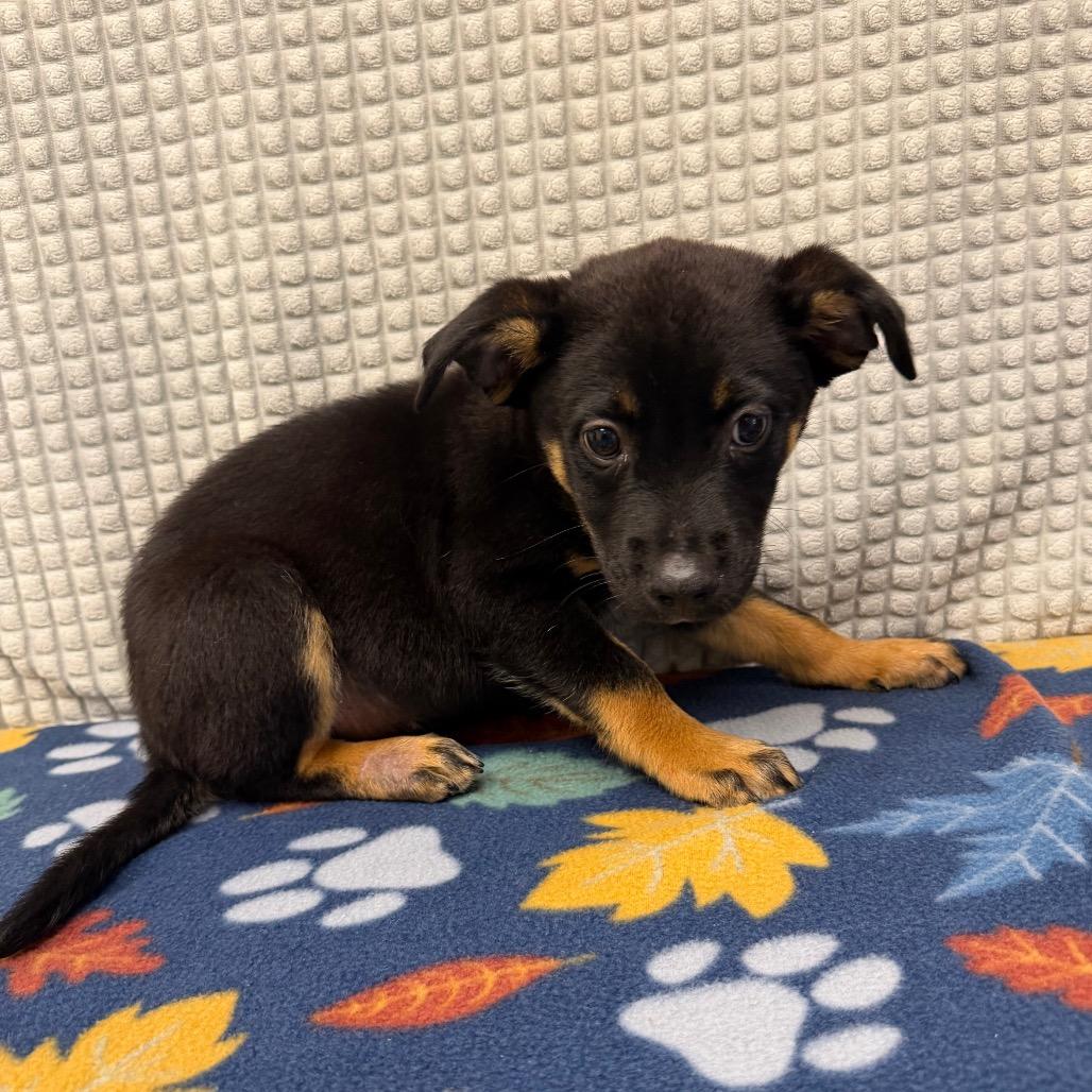 Enzo, Adoptable, Puppy Male Hound & Mixed Breed.
