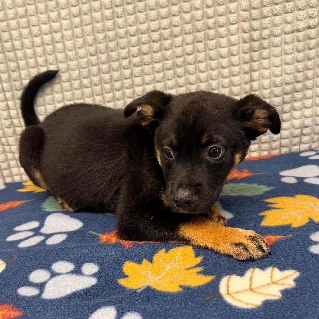 Enlarge Enzo, a Adoptable mixed breed in Bryan, TX image 2/4