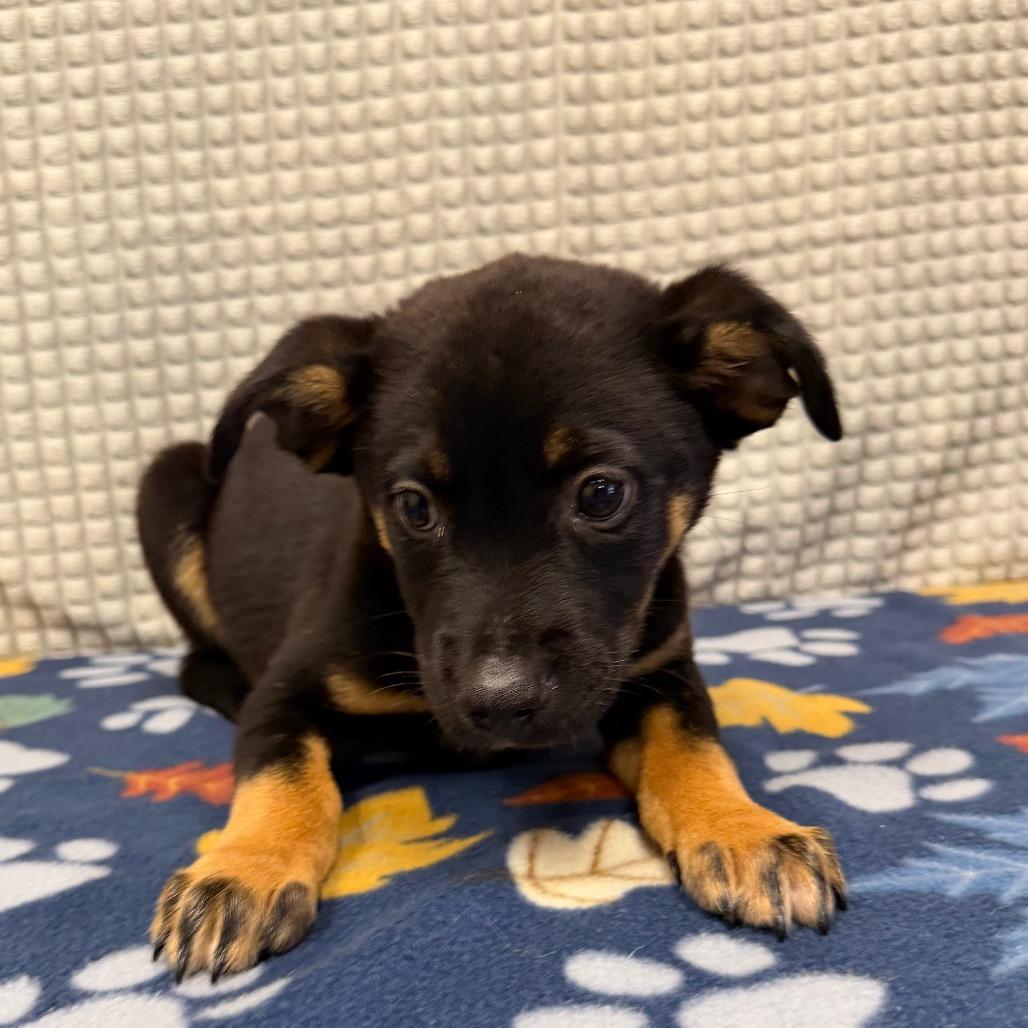 Enlarge Enzo, a Adoptable mixed breed in Bryan, TX image 3/4