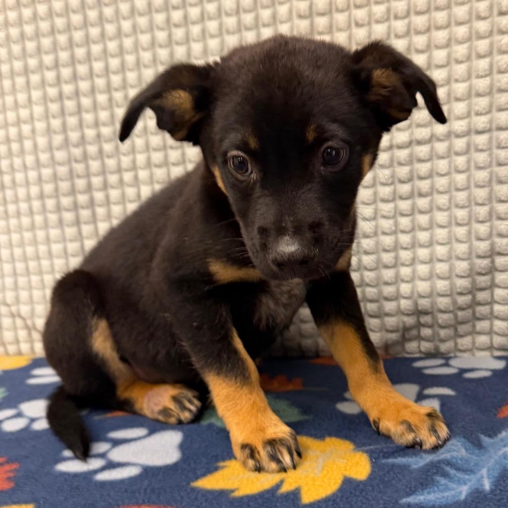 Enlarge Enzo, a Adoptable mixed breed in Bryan, TX image 4/4