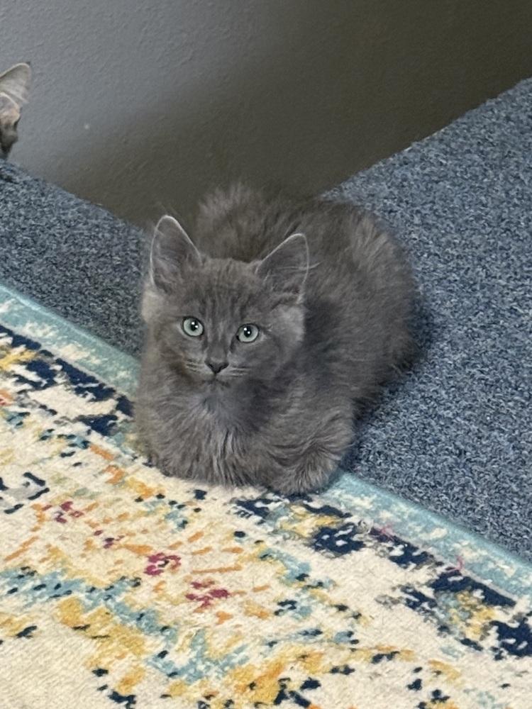 Neptune, a Adoptable Domestic Medium Hair in Bellingham, WA image 1/3