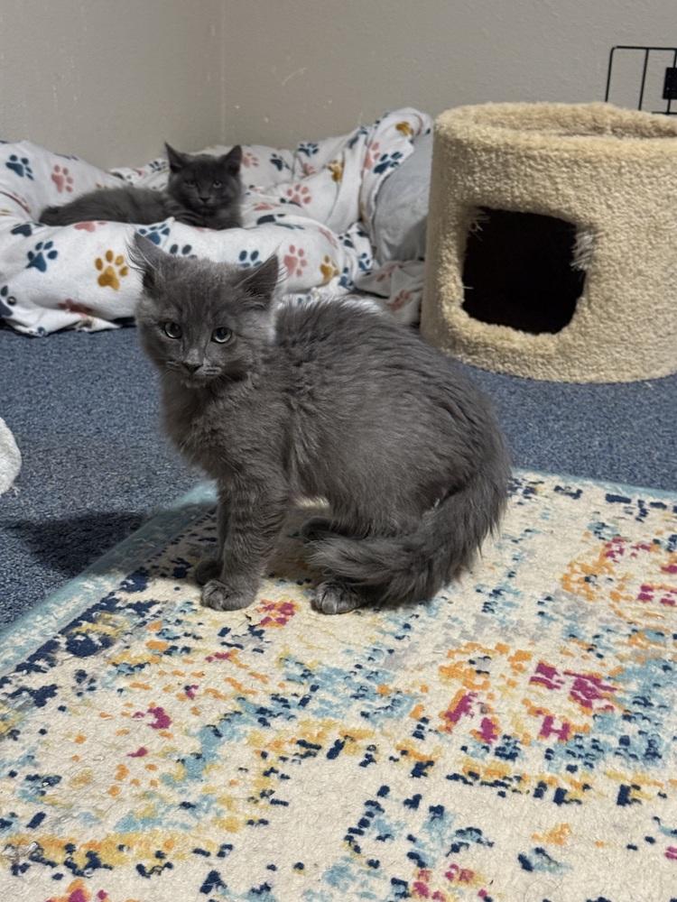 Neptune, a Adoptable Domestic Medium Hair in Bellingham, WA image 2/3