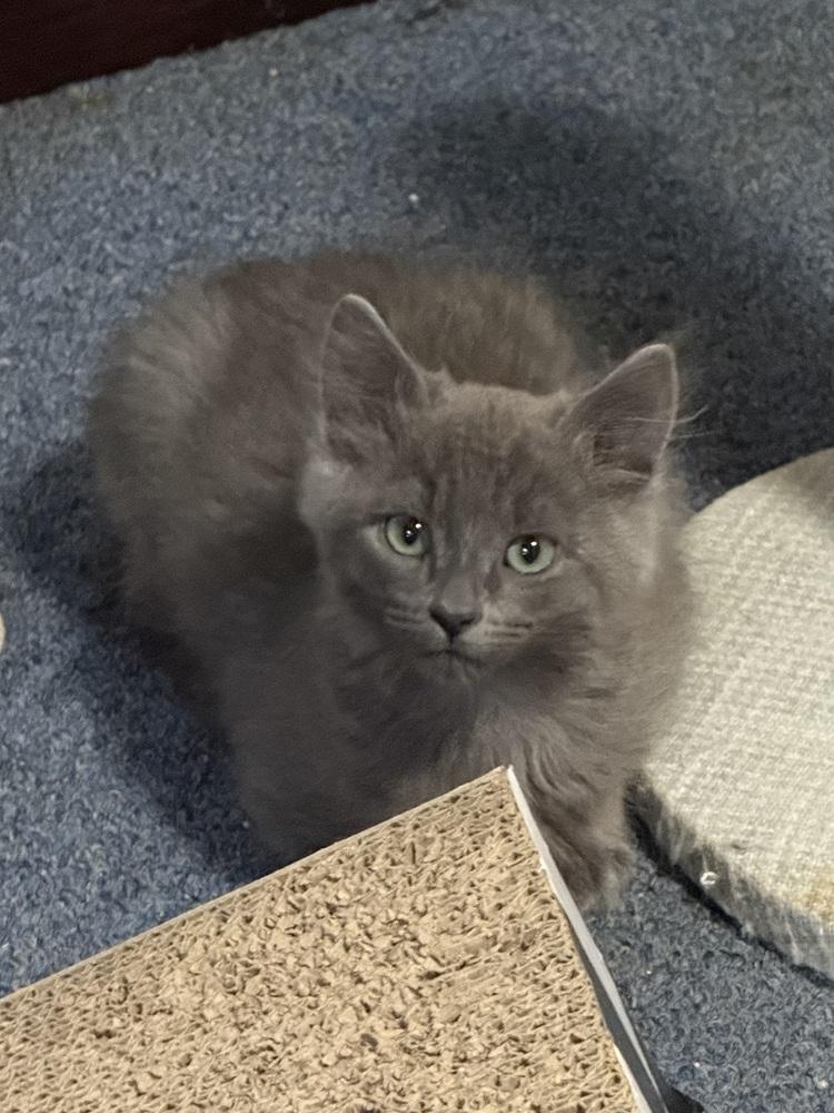 Neptune, a Adoptable Domestic Medium Hair in Bellingham, WA image 3/3