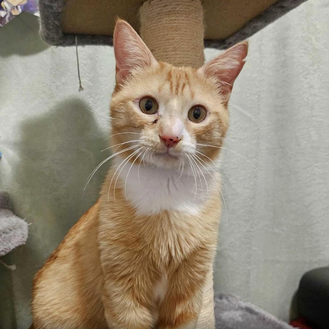 Enlarge Jiminy , an adopted mixed breed in Parma, OH image 1/1