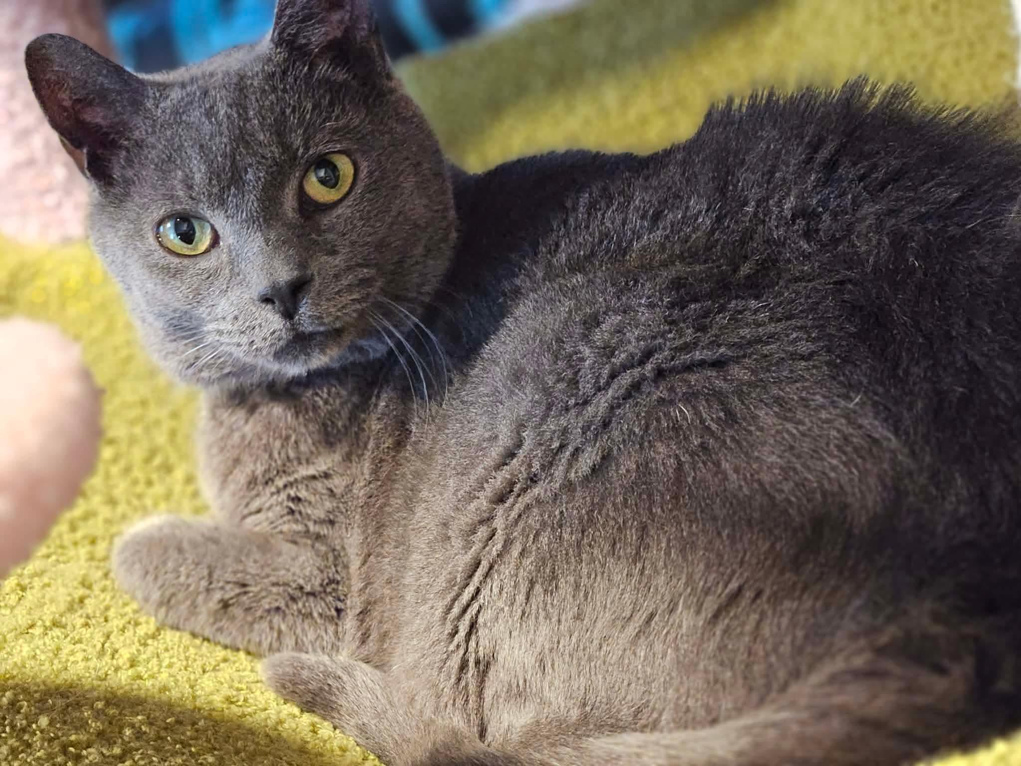 Enlarge Pearl, a ADOPTABLE Domestic Short Hair in Rochester , NY image 4/6