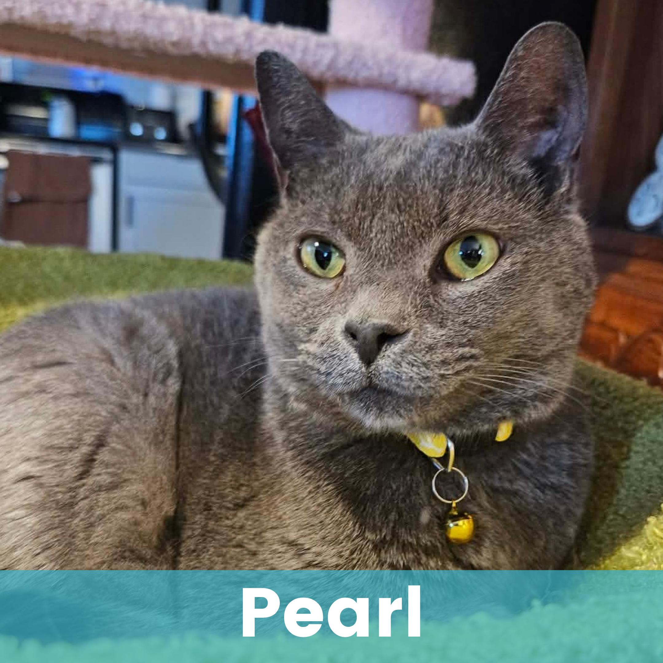 Pearl, ADOPTABLE, Senior Female Domestic Short Hair.