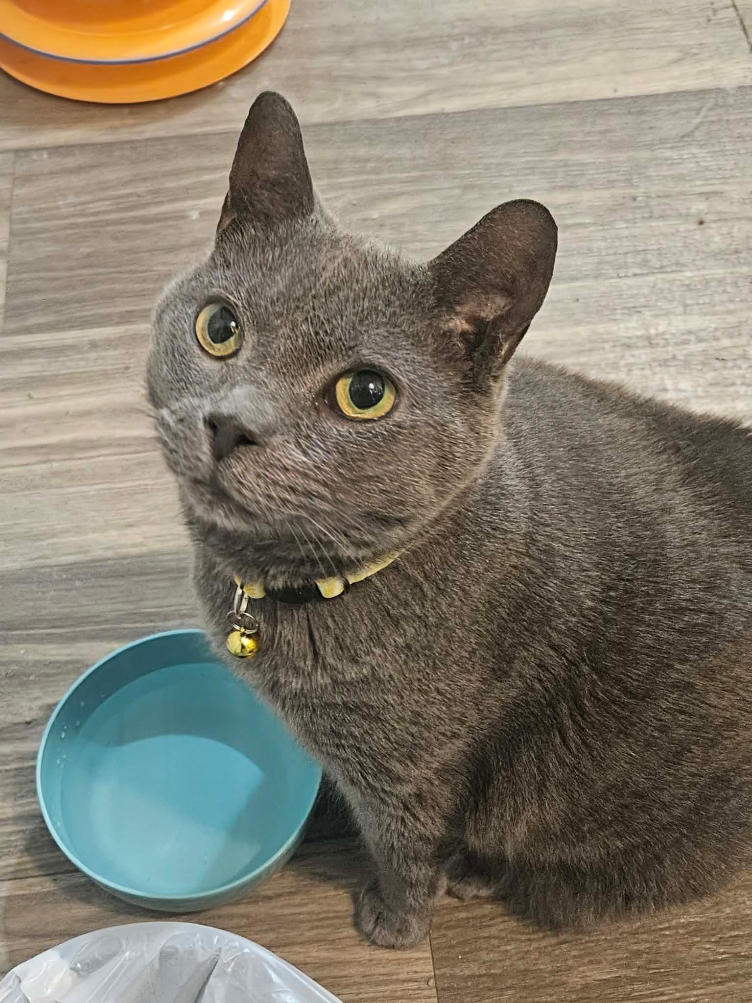 Enlarge Pearl, a ADOPTABLE Domestic Short Hair in Rochester , NY image 5/6