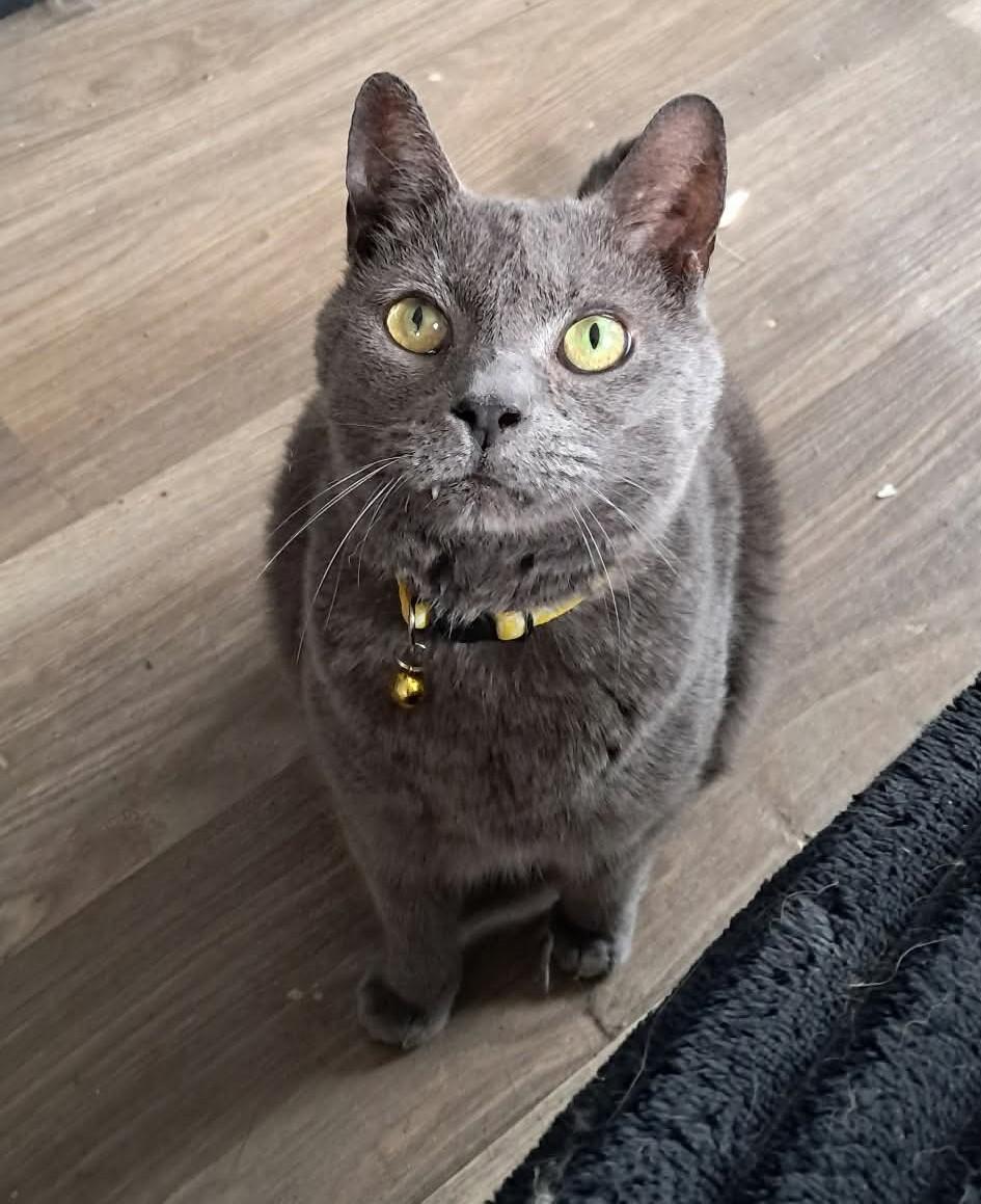 Enlarge Pearl, a ADOPTABLE Domestic Short Hair in Rochester , NY image 2/6