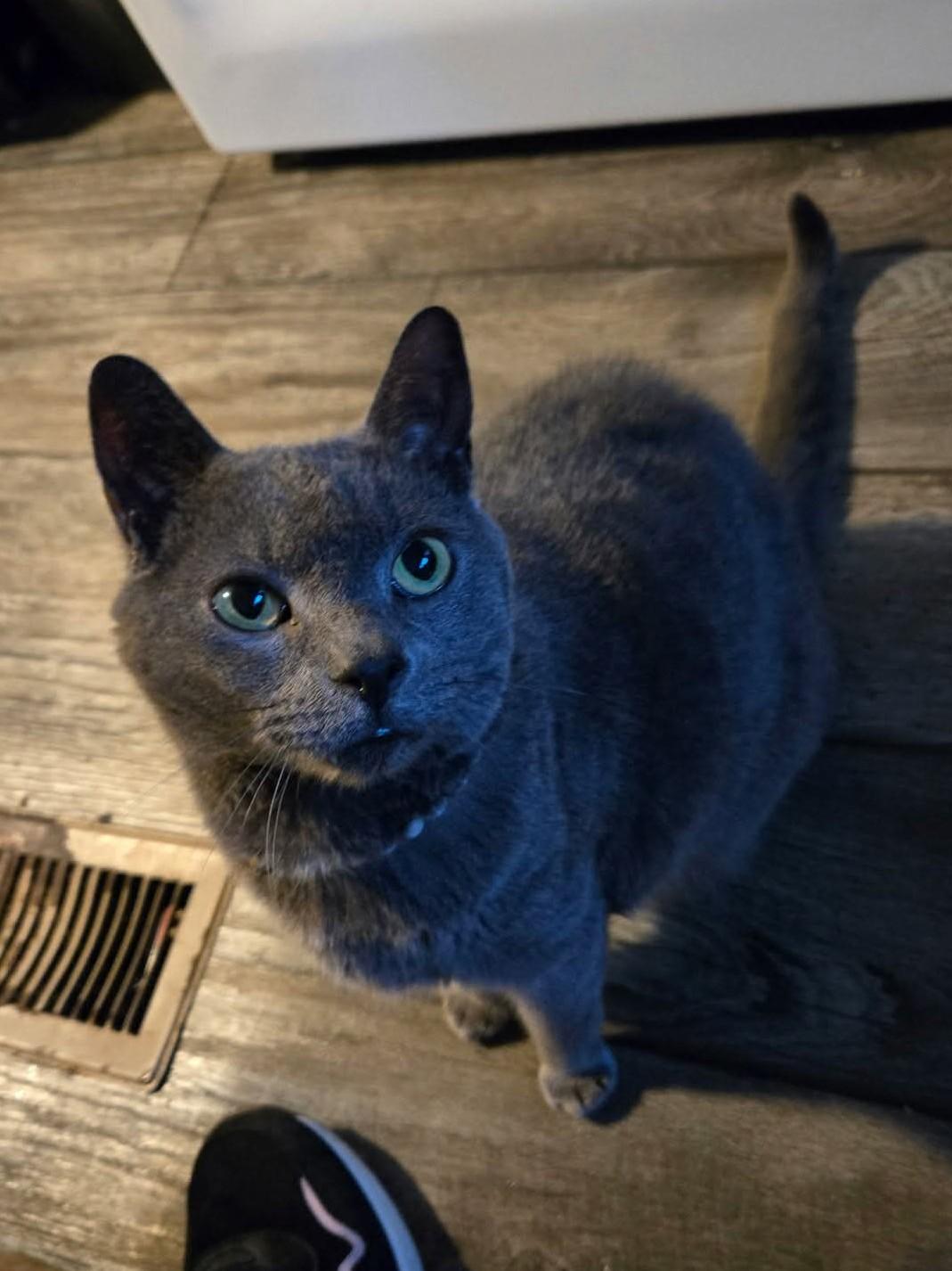 Enlarge Pearl, a ADOPTABLE Domestic Short Hair in Rochester , NY image 3/6