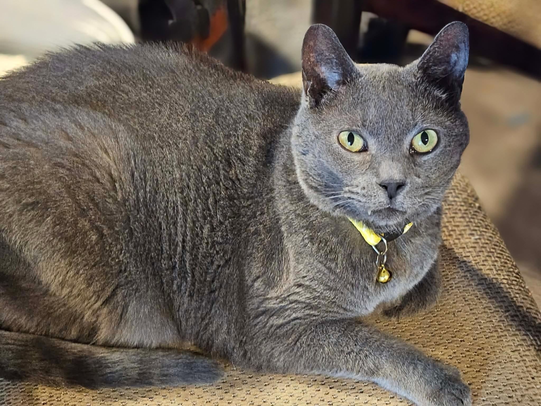Enlarge Pearl, a ADOPTABLE Domestic Short Hair in Rochester , NY image 6/6