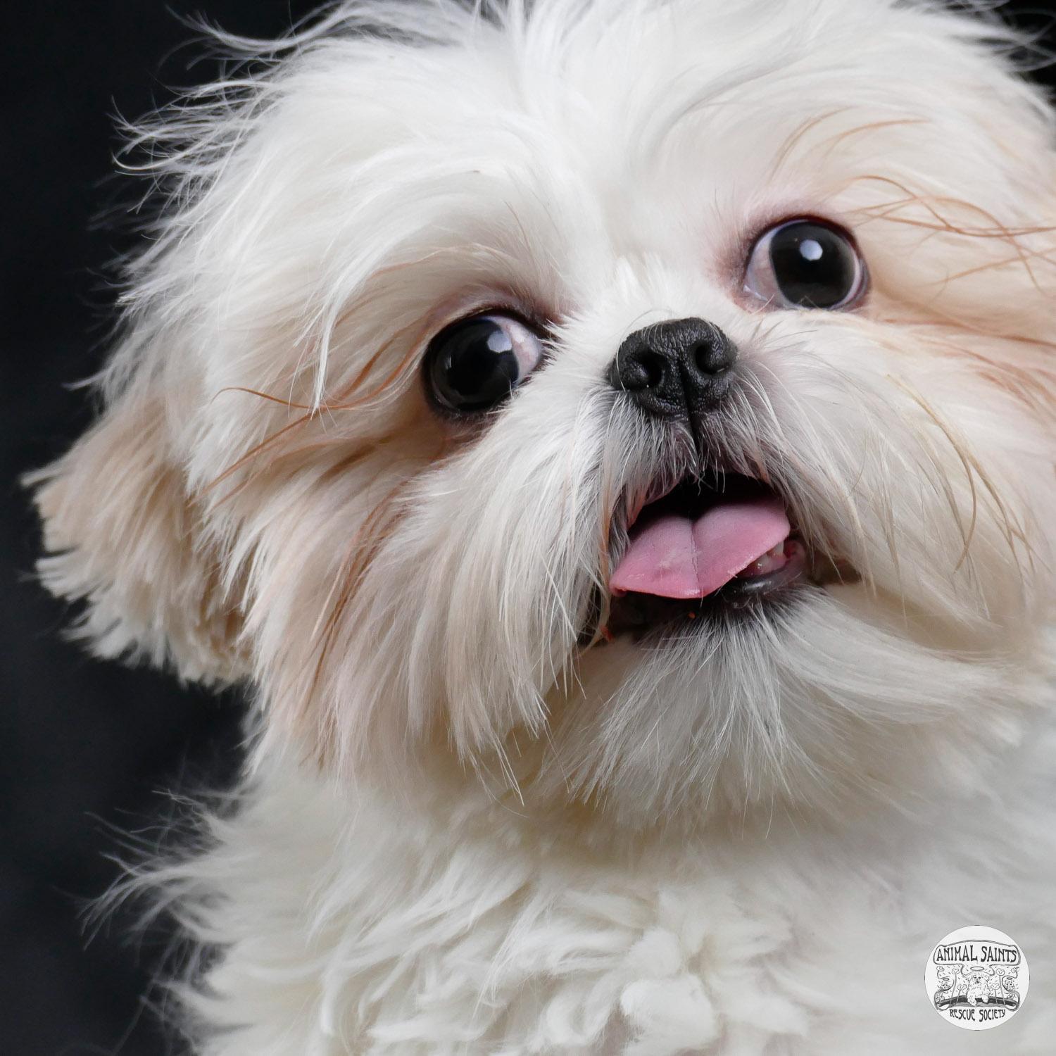 Janie, ADOPTABLE, Puppy Female Shih Tzu.